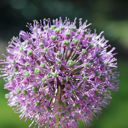 La Cotiniere 3* Grezille