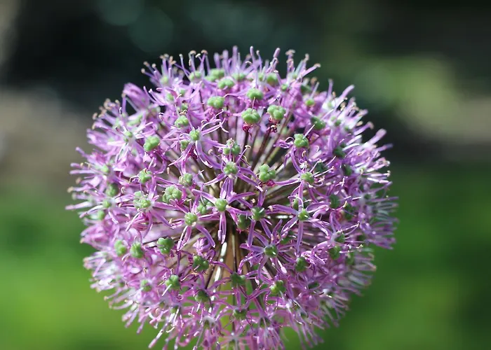 La Cotiniere 3* Grézillé