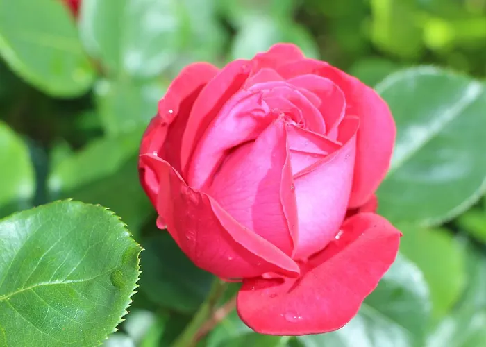 La Cotiniere Vendégház Grézillé